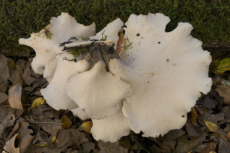 Polyporus badius